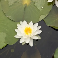 Nénuphar nain Nymphéa à quatre côtés - Le bassin même en pot