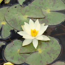 Nénuphar nain 'Pygmaea Helvola' - Un bassin fleuri en mini format