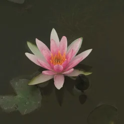 Nénuphar nain 'Pygmaea Rubra' - Le nénuphar des petits bassins