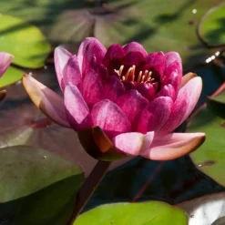 Nénuphar 'Perry's Almost Black' - Le nénuphar presque noir