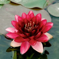 Nénuphar 'Perry's Almost Black' - Le nénuphar presque noir