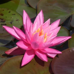 Nénuphar Rose Arey - Un bassin fleuri sans effort
