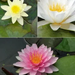 3 Nénuphars roses - jaunes - blancs - Parfaits pour les bassins de jardin