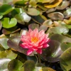 Nénuphar Wanvisa - Un bassin fleuri sans effort