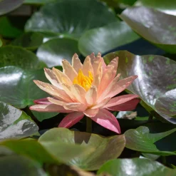 Nénuphar Wanvisa - Un bassin fleuri sans effort