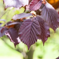 Noisetier pourpre Rote Zellernuss - Des noisettes et du rouge au jardin