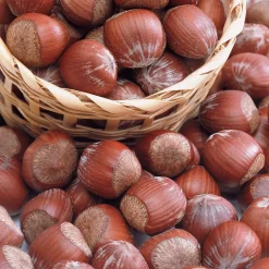 Noisetier pourpre Rote Zellernuss - Des noisettes et du rouge au jardin
