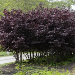 Noisetier pourpre Rote Zellernuss - Des noisettes et du rouge au jardin