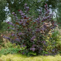 Noisetier pourpre Rote Zellernuss - Des noisettes et du rouge au jardin