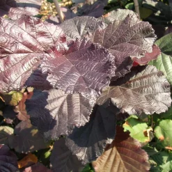 Noisetier pourpre Rote Zellernuss - Des noisettes et du rouge au jardin
