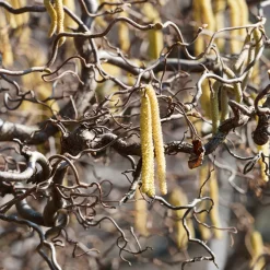 Noisetier tortueux 'Contorta' - Le charme des branches torsadées