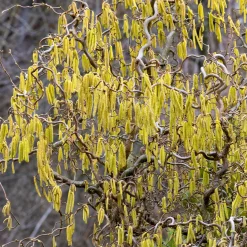 Noisetier tortueux 'Contorta' - Le charme des branches torsadées