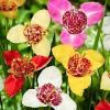 Oeil-de-paon en mélange - L'exotique qui fleurit vite