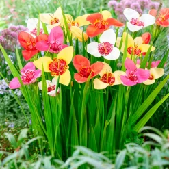 Oeil-de-paon en mélange - L'exotique qui fleurit vite
