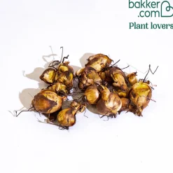 Oeil-de-paon en mélange - L'exotique qui fleurit vite