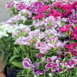 3 Oeillets de poète en mélange - Un bouquet vivace prêt à couper