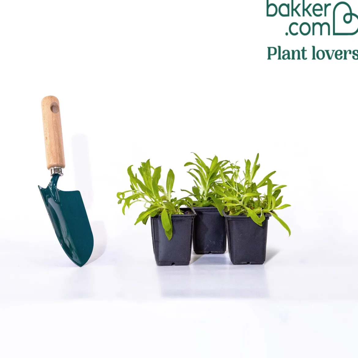 3 Oeillets de poète en mélange - Un bouquet vivace prêt à couper