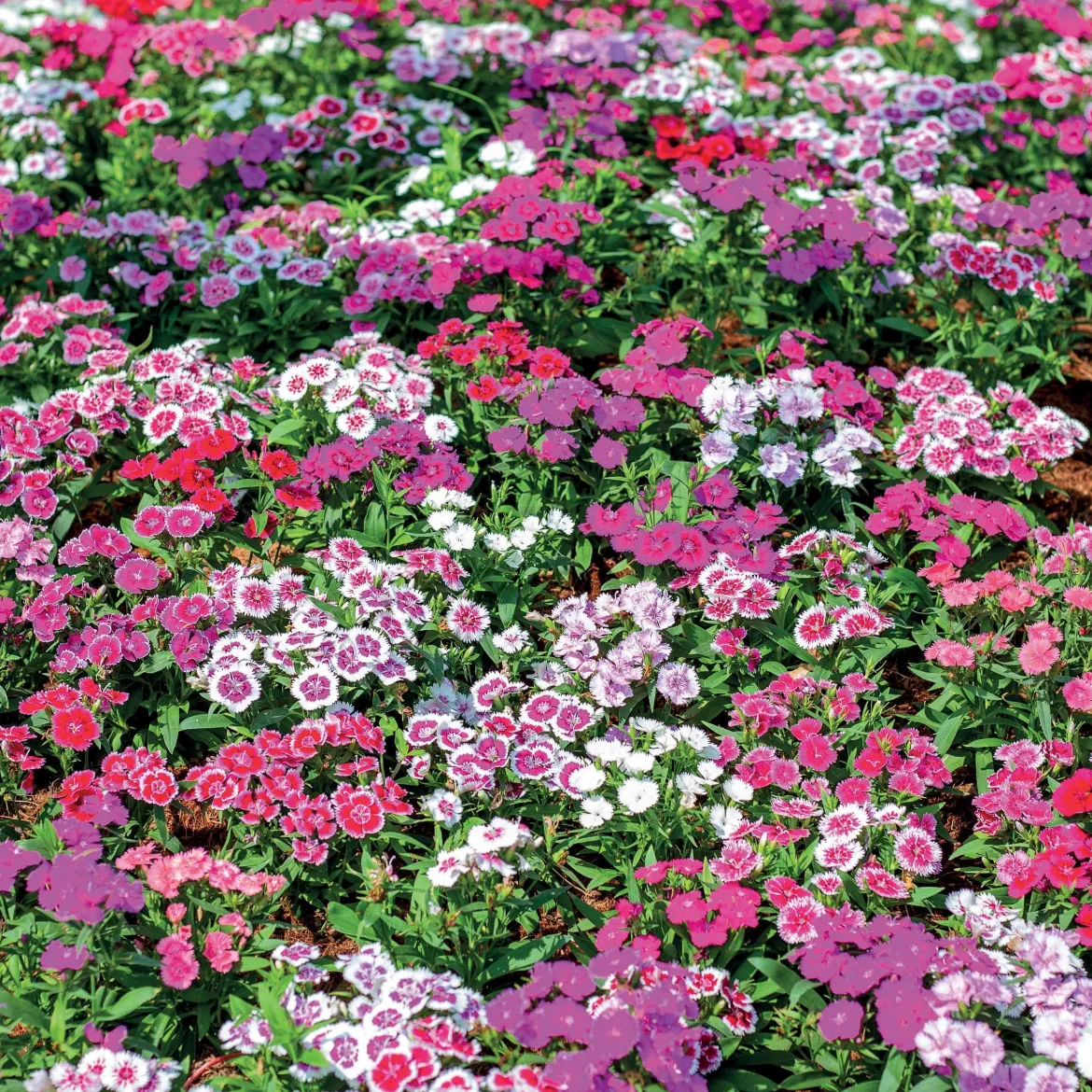 3 Oeillets de poète en mélange - Un bouquet vivace prêt à couper