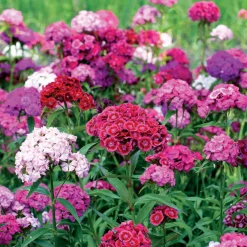 3 Oeillets de poète en mélange - Un bouquet vivace prêt à couper