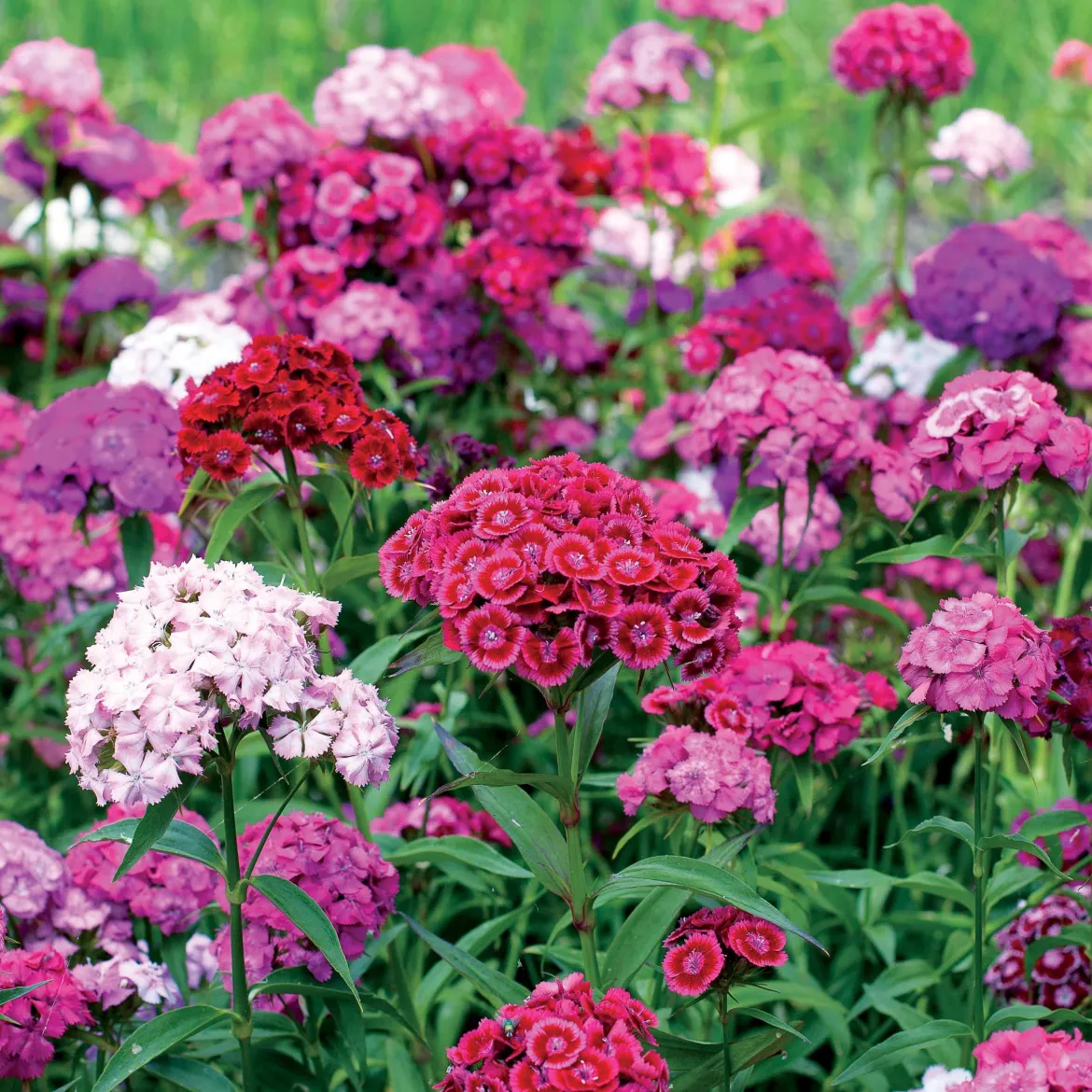 3 Oeillets de poète en mélange - Un bouquet vivace prêt à couper
