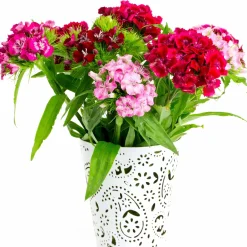 3 Oeillets de poète en mélange - Un bouquet vivace prêt à couper