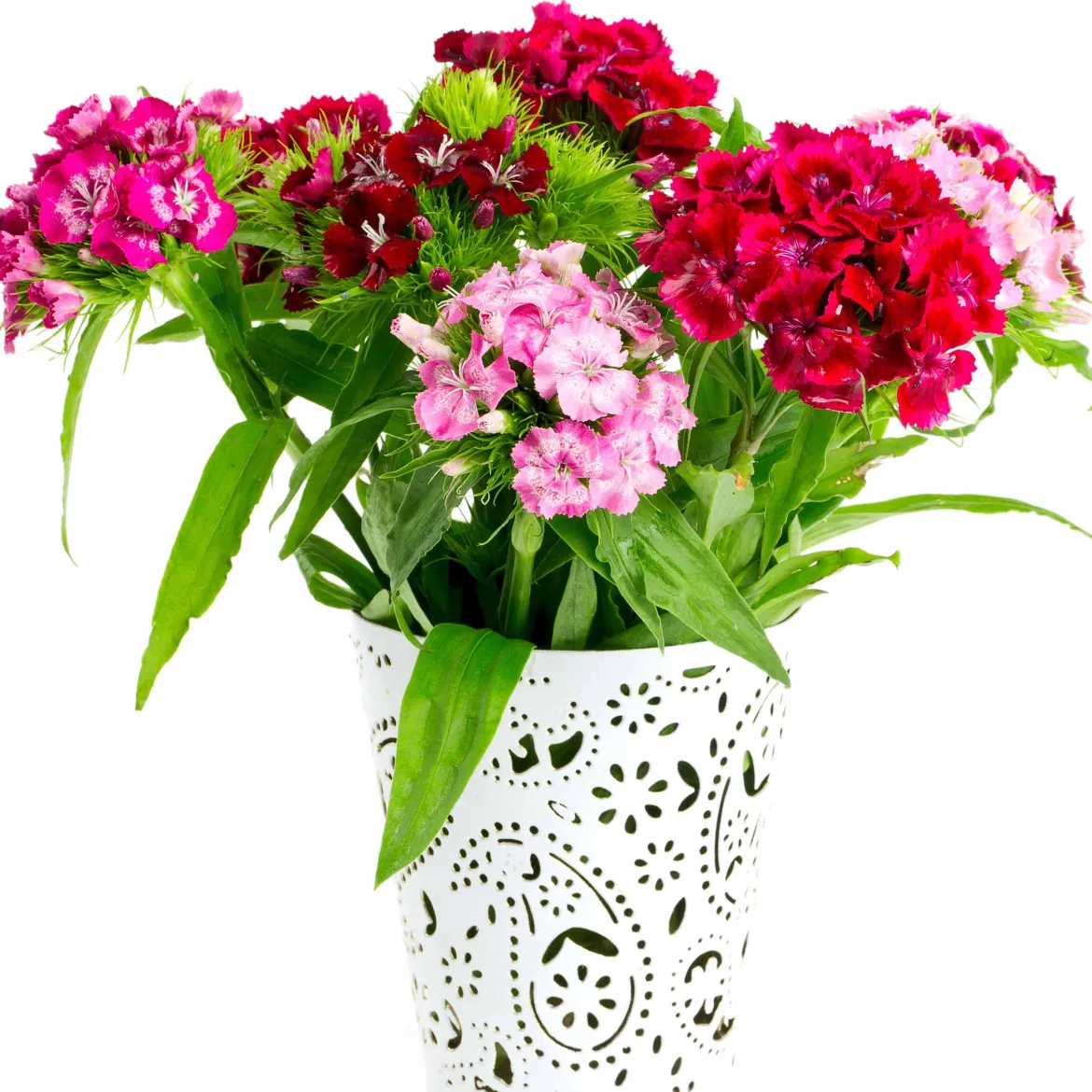 3 Oeillets de poète en mélange - Un bouquet vivace prêt à couper