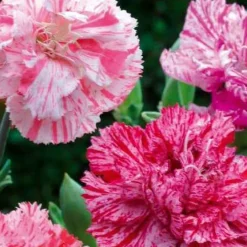 Oeillets des fleuristes Fantasy Picotée en mélange - Des bouquets tout l'été