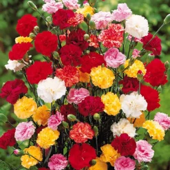 Oeillets Enfant de Nice en mélange - Un bouquet parfumé tout l'été