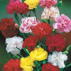 Oeillets Enfant de Nice en mélange - Un bouquet parfumé tout l'été