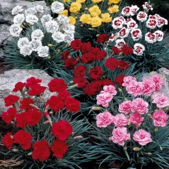 6 Oeillets en mélange - Des fleurs parfumées tout l'été