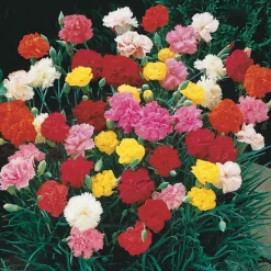 6 Oeillets Triomphe en mélange - Un bouquet parfumé au jardin