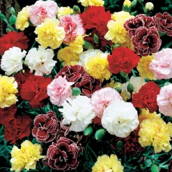 6 Oeillets Triomphe en mélange - Un bouquet parfumé au jardin