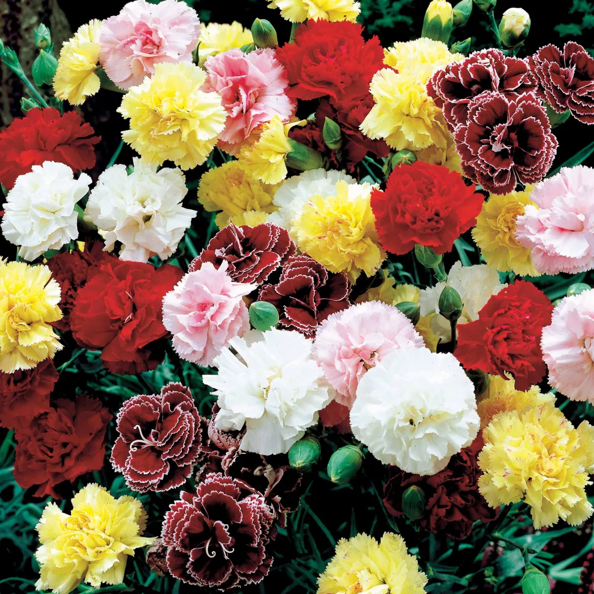 6 Oeillets Triomphe en mélange - Un bouquet parfumé au jardin