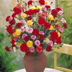 6 Oeillets Triomphe en mélange - Un bouquet parfumé au jardin