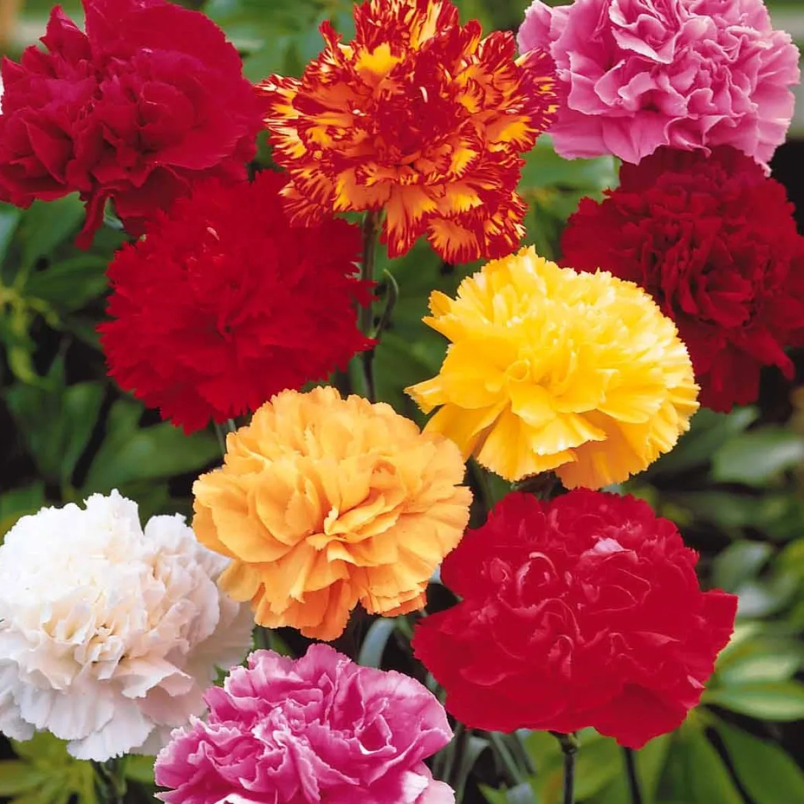 6 Oeillets Triomphe en mélange - Un bouquet parfumé au jardin