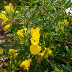 Oenothère African Sun - Onagre - Un soleil jaune tout l'été