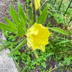 2 Oenothères à grandes fleurs - Onagre - Des fleurs XXL sans effort