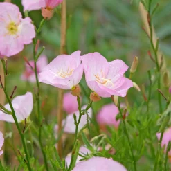 2 Oenothères roses Siskiyou Pink - Un tapis rose tout l'été