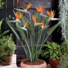 Oiseau du paradis nain - La fleur exotique chez vous