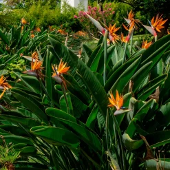 Oiseau du paradis Strelitzia - L'exotisme chez vous