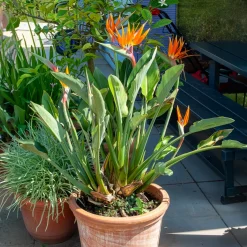 Oiseau du paradis Strelitzia - L'exotisme chez vous