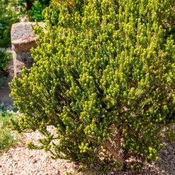 Olearia nummulariifolia - Brise-vent qui reste vert