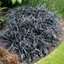 Ophiopogon noir Niger - Le feuillage noir qui claque