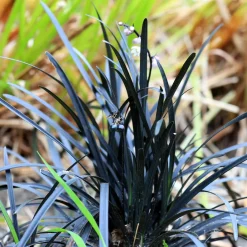 Ophiopogon noir Niger - Le feuillage noir qui claque