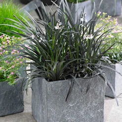 Ophiopogon noir Niger - Le feuillage noir qui claque