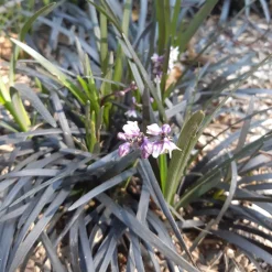 Ophiopogon noir Niger - Le feuillage noir qui claque
