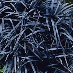 Ophiopogon noir Niger - Le feuillage noir qui claque