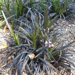 Ophiopogon noir Niger - Le feuillage noir qui claque