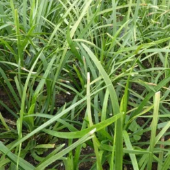 Ophipogon - Muguet du Japon - Un tapis vert toute l'année