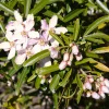Oranger du Mexique Apple Blossom - Fleurs roses deux fois par an